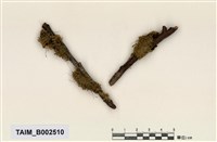 藏品(棉苔屬)的圖片